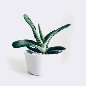 Boncellensis Secullant (Kopija)